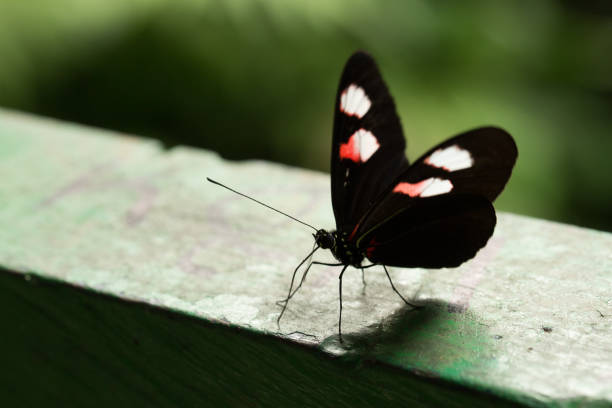 Red Postman butterfly (Heliconius erato) rests on a green leaf in a tropical setting. Its black wings with red forewing bands and a white hindwing stripe contrast vividly against the surrounding foliage and orange flowers