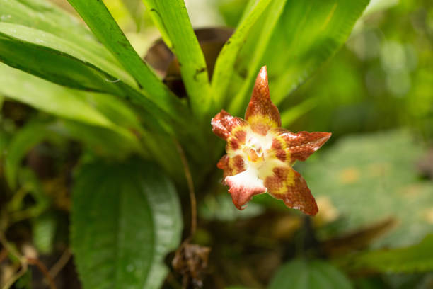 Single exotic red spotted orchid flower blooming in a lush green tropical rainforest