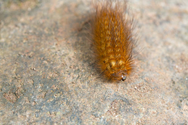 Orange and brown caterpillar crawling on a rock in its natural environment