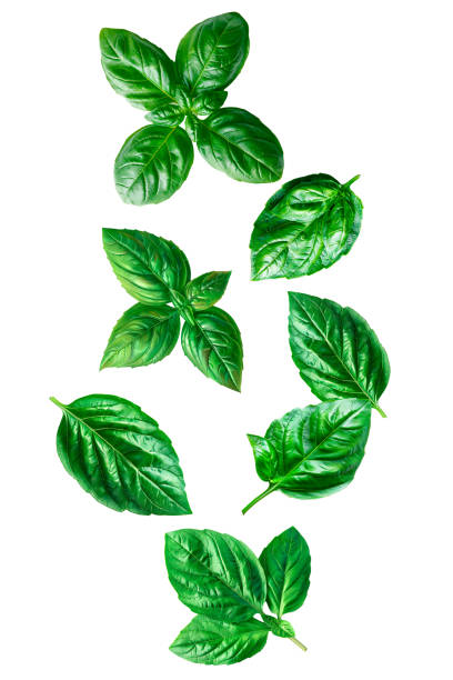 istock Floating basil leaves isolated on white background. 2161720026