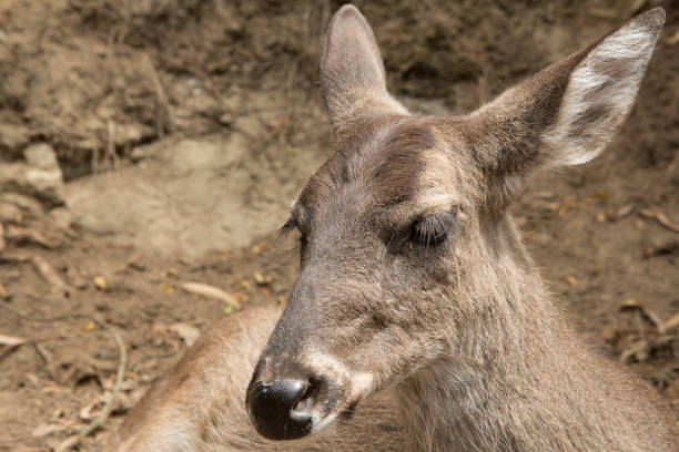 Young deer with big ears is relaxing in the zoo
