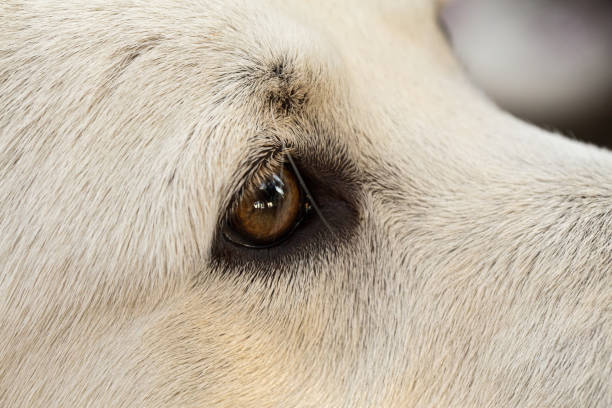 Close-up of dog eye, beagle