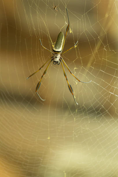Giant golden orb Weaver eating an insect on its web.