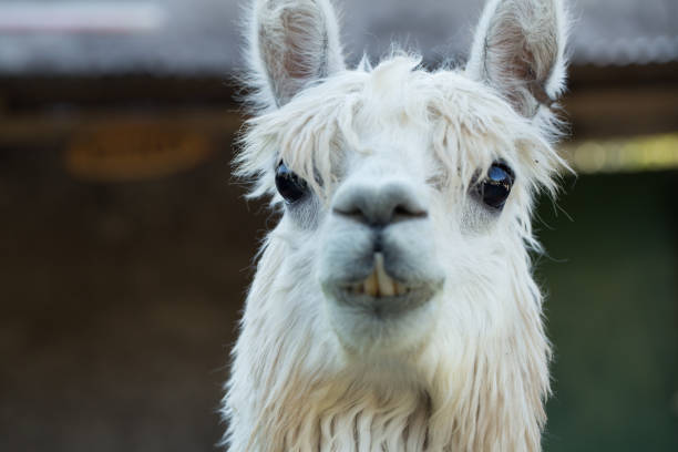 istock White alpaca posing with mouth open on blurred background 2161720917