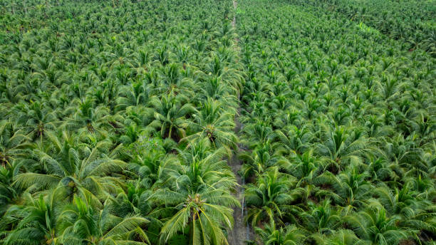 istock Aerial view Palms or Coconuts tree plantation 2161721481