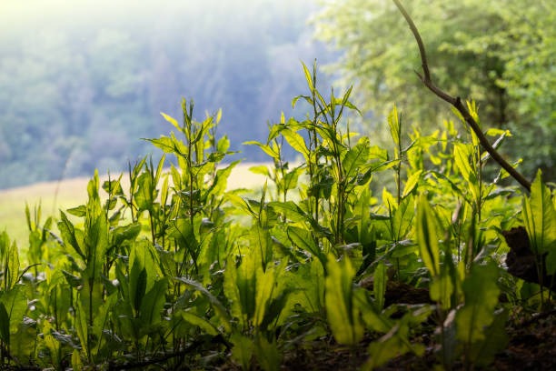 Lush green ramson in english landscape forest