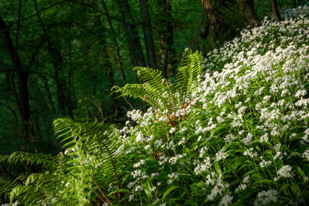 Green spring forest with blooming wild garlic and a stream, Silesian Voivodeship, Poland