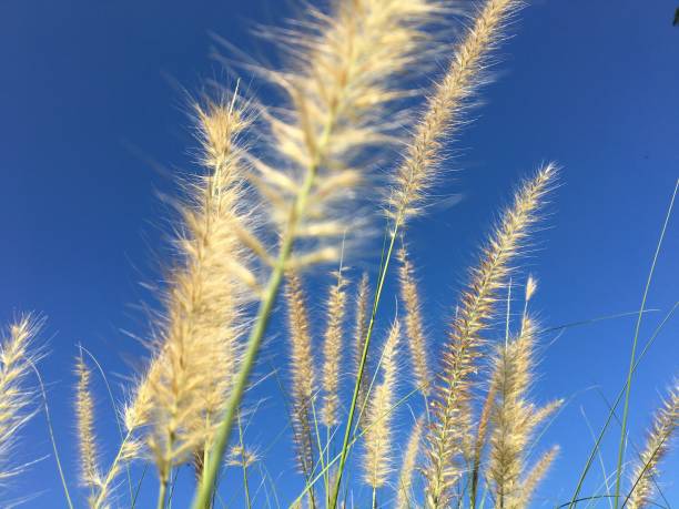 istock Fountain grass flowers and blue sky 2161724194