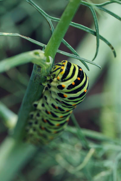 Pipe-vine Swallowtail Larva,  Battus philenor. Mmarin County, California..