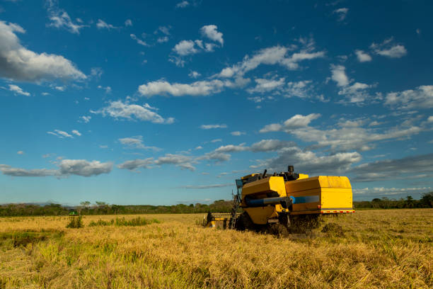 Modern agricultural automatic harvester, harvest ripe rice in paddy field -  stock photo