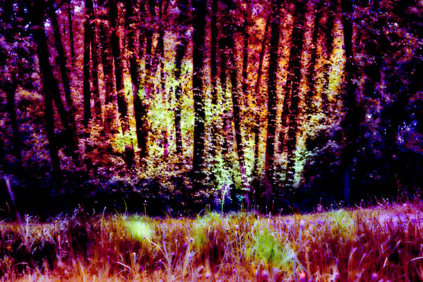 istock Surreal dark abstract purple pink vegetation, forest 2161725639