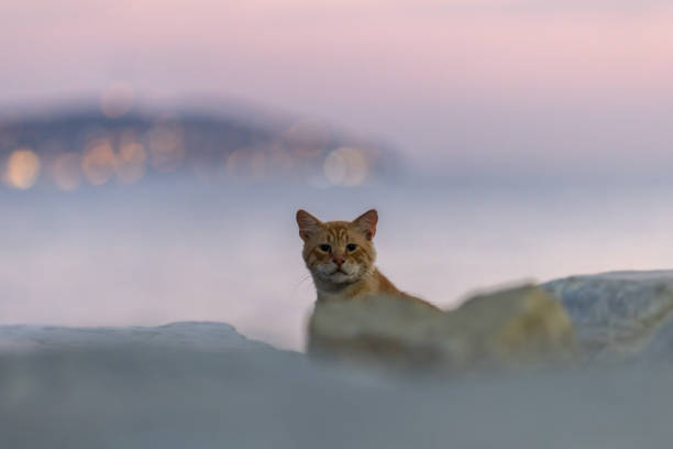 Stray cat is lying on the outside at sunset.