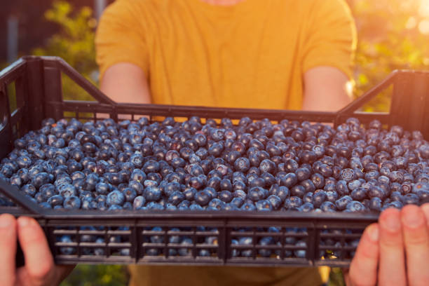 istock Farmer picking fresh blueberries on a farm. 2161726130