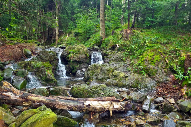A small river flows over the rocks in the green forest