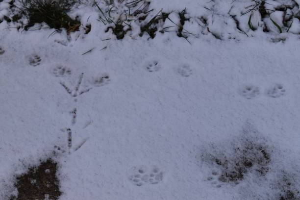 istock Animal foot prints in snow. 2161728513
