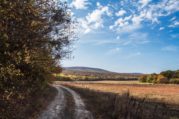 Landscapes -  Forest - Europe, Romania