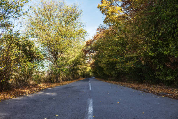 istock Landscapes - Forest - Europe, Romania 2161731269