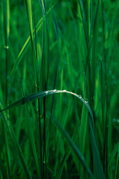 Rice (Oryza sativa) plant close up. Paddy field close up. Water droplet on paddy plant leave. Dew of paddy plant, New Beginning concept.