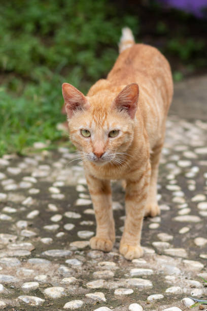 istock a cute and adorable orange cat. 2161731849