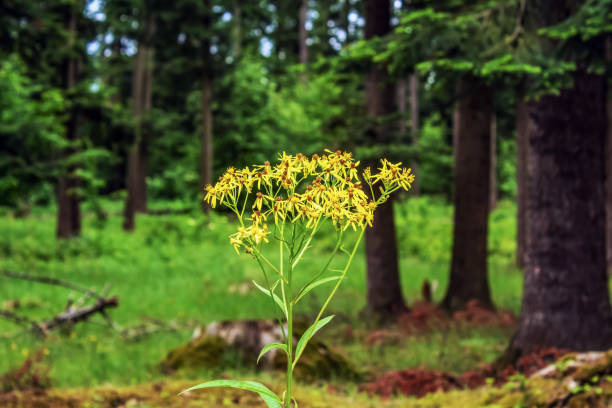 Macro  - Forest - Europe, Romania, Suceava region