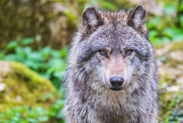 istock Gray wolf also known as timber wolf looking straight at you in the forest 2161733131