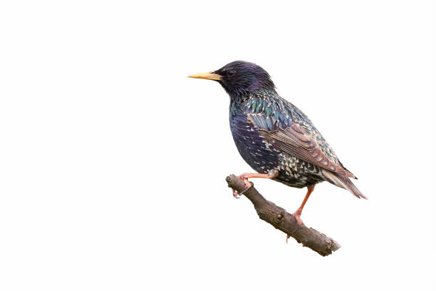 istock Common starling bird isolated on white background 2161742977