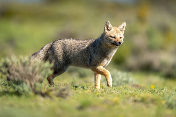 istock South American gray fox running past bush 2161744205