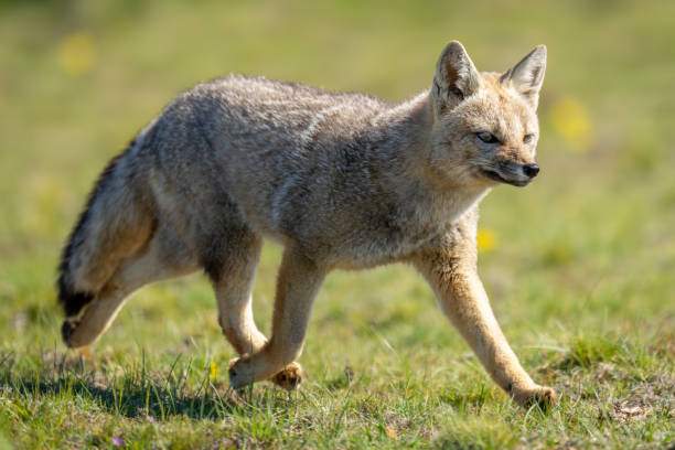 istock South American gray fox running over grass 2161744208