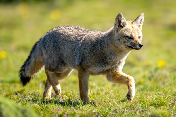 istock South American gray fox runs over grass 2161744217