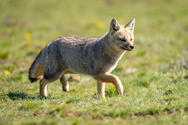 istock South American gray fox runs in grass 2161744218