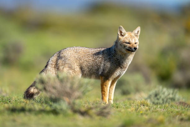 istock South American gray fox standing behind bush 2161744241