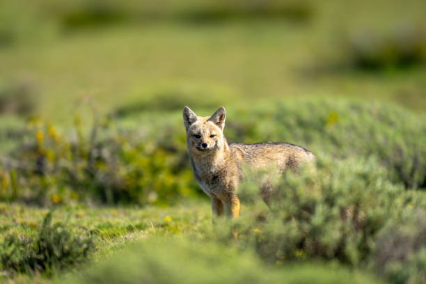 istock South American gray fox stands amongst bushes 2161744266