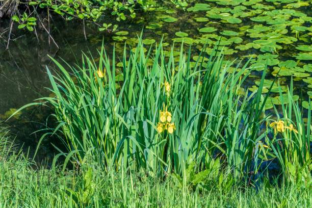 istock Garden pond with flowering plants 2161744290
