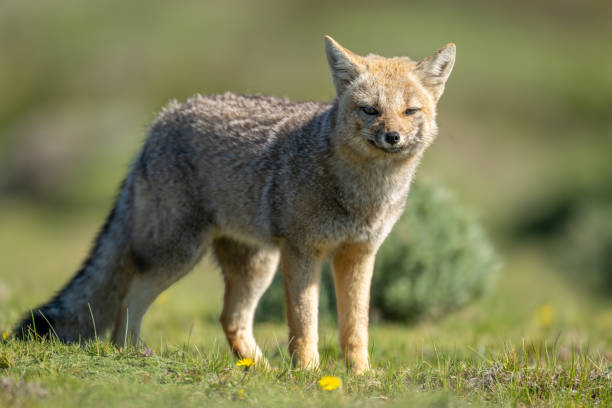 istock South American gray fox stands in sun 2161744440
