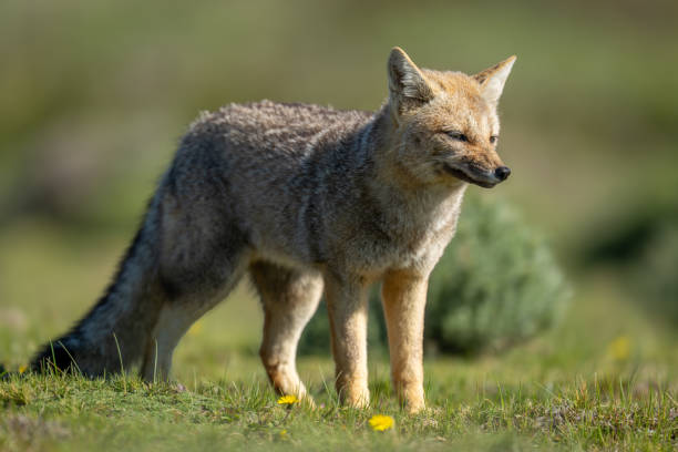istock South American gray fox stands in sunlight 2161744441