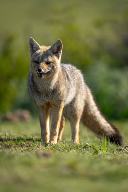 istock South American gray fox stands in grass 2161744444