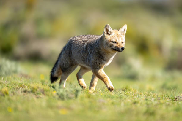 istock South American gray fox trots across plain 2161744644