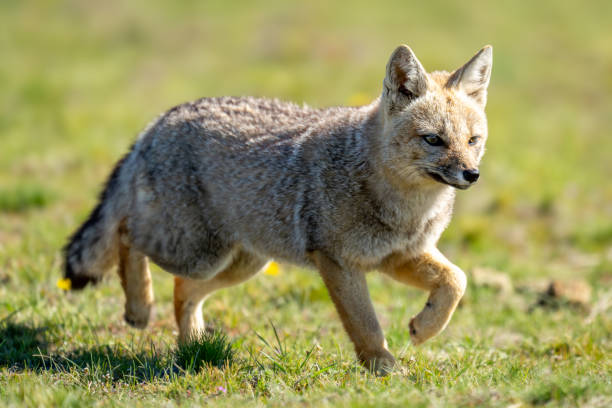 istock South American gray fox trots in grass 2161744646