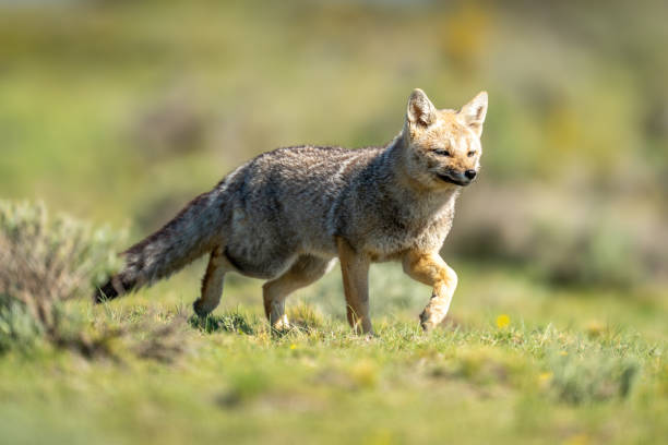 istock South American gray fox trots through field 2161744654