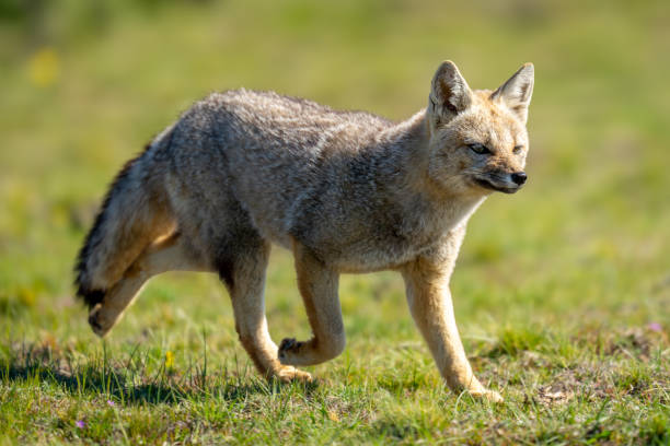 istock South American gray fox trots over grass 2161744655