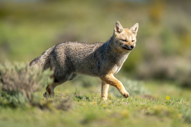 istock South American gray fox trots past bush 2161744656