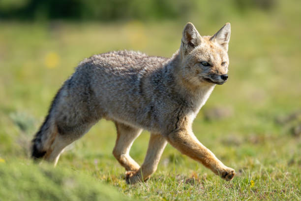 istock South American gray fox trots over scrubland 2161744657