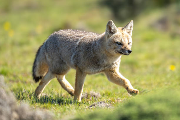 istock South American gray fox trots through scrubland 2161744664