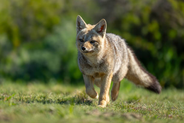 istock South American gray fox trots towards camera 2161744669