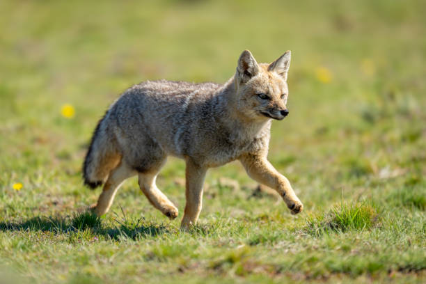 istock South American gray fox trotting in grass 2161744677