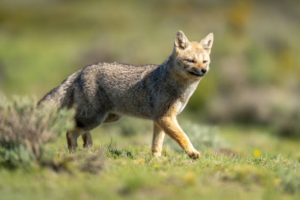 istock South American gray fox trotting past bush 2161744698