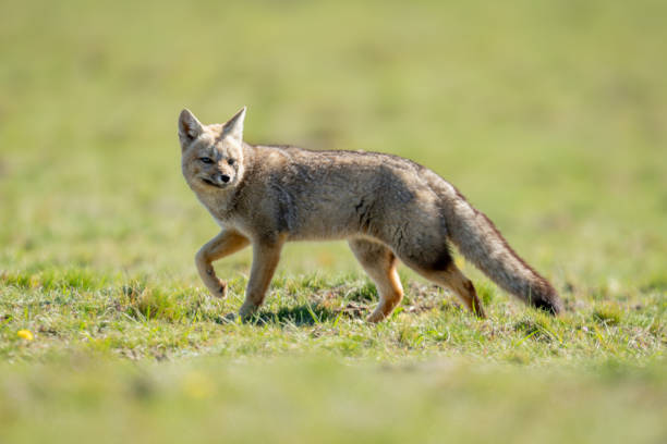 istock South American gray fox walks across plain 2161744703