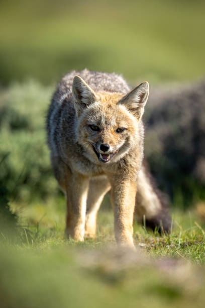 istock South American gray fox walks opening mouth 2161744712