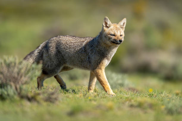 istock South American gray fox walks past bush 2161744714