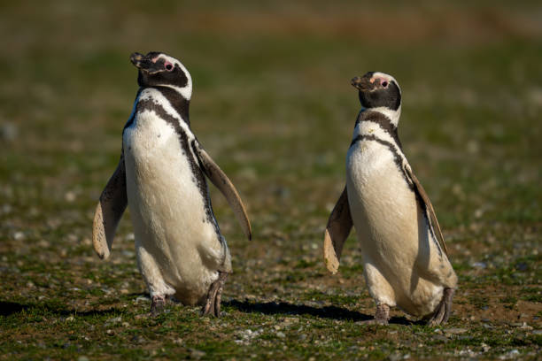 istock Two Magellanic penguins with catchlights cross grass 2161744777